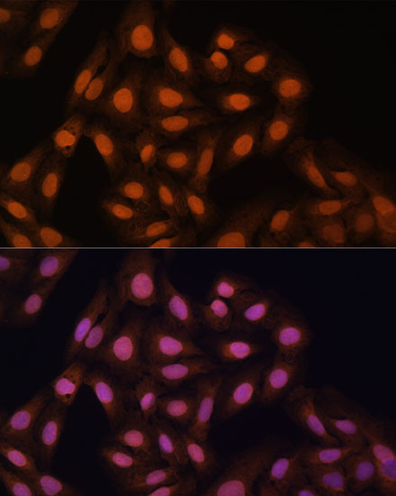CBX3 Polyclonal Antibody