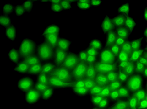 CUL4B antibody