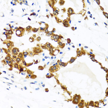 HYOU1 antibody