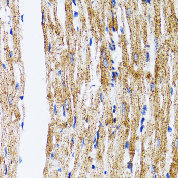LC3B Polyclonal Antibody