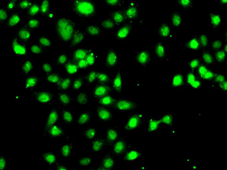 CEBPG Rabbit Polyclonal Antibody