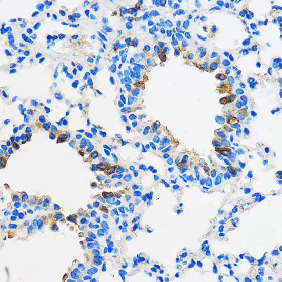 PPARG Antibody