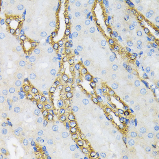 HSP90B1 antibody