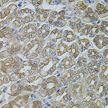 CHRFAM7A Rabbit Polyclonal Antibody
