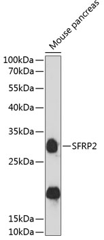 SFRP2 antibody