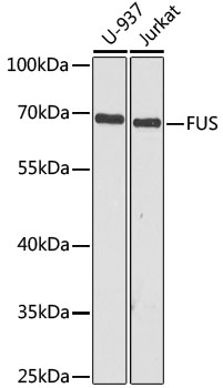 FUS Polyclonal Antibody