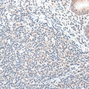ZNF148 Rabbit Polyclonal Antibody