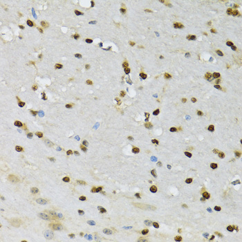 CDK6 antibody