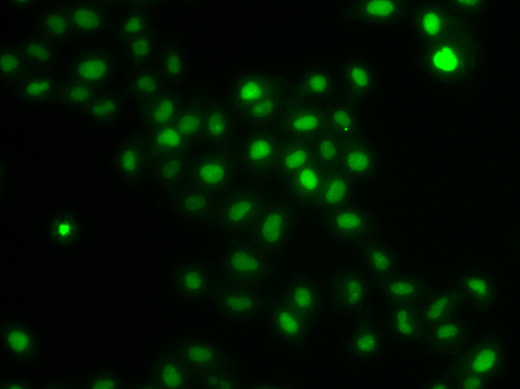 HIRIP3 Polyclonal Antibody