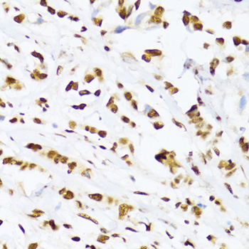 DDX39B Rabbit Polyclonal Antibody