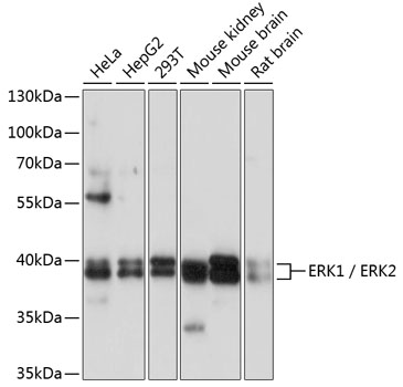 ERK1 / ERK2 Polyclonal Antibody