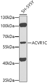 ACVR1C antibody