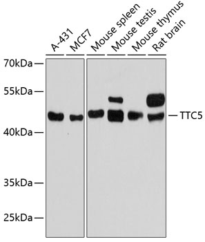 TTC5 Polyclonal Antibody