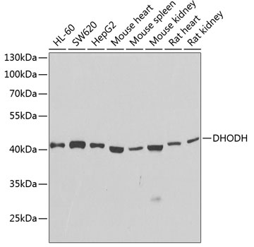 DHODH Polyclonal Antibody
