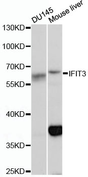 IFIT3 Polyclonal Antibody