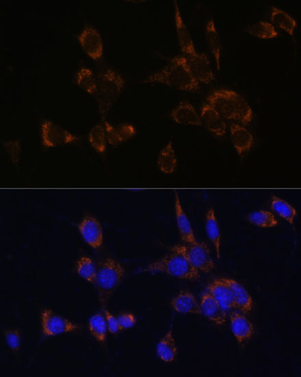 PRF1 Antibody