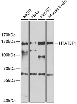 HTATSF1 Polyclonal Antibody