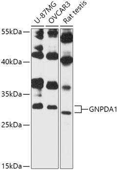 GNPDA1 Polyclonal Antibody
