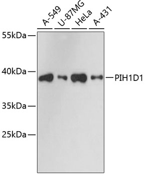 PIH1D1 Polyclonal Antibody