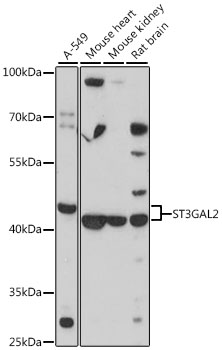 ST3GAL2 Polyclonal Antibody