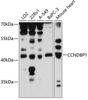 CCNDBP1 Polyclonal Antibody