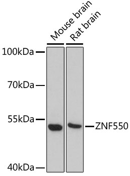 ZNF550 Polyclonal Antibody