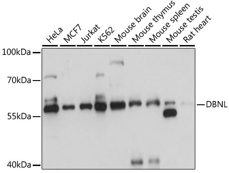 DBNL Polyclonal Antibody