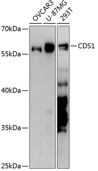 CDS1 Polyclonal Antibody