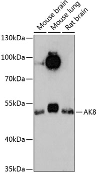 AK8 Polyclonal Antibody