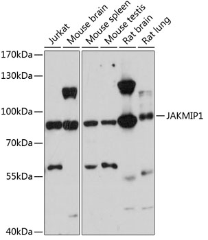 JAKMIP1 Polyclonal Antibody
