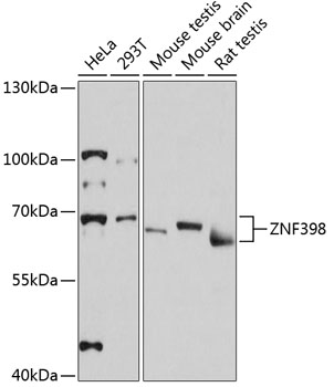 ZNF398 Polyclonal Antibody