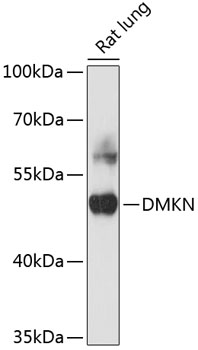 DMKN Polyclonal Antibody