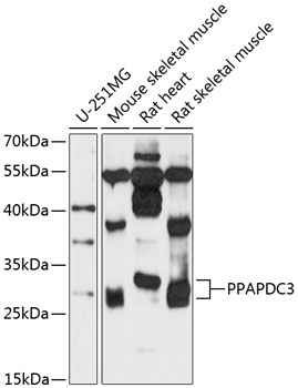 PPAPDC3 Polyclonal Antibody