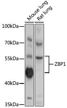 ZBP1 Polyclonal Antibody