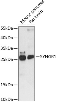 SYNGR1 Polyclonal Antibody
