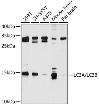 MAP1LC3A Antibody
