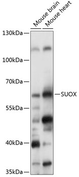 SUOX Polyclonal Antibody