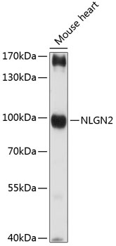 NLGN2 Polyclonal Antibody