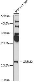GREM2 Polyclonal Antibody