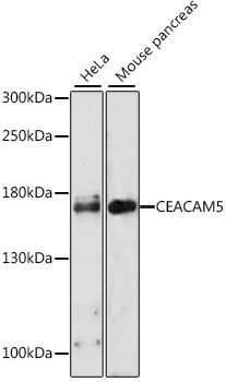 CEACAM5 Antibody