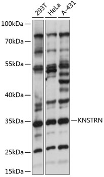 KNSTRN Polyclonal Antibody