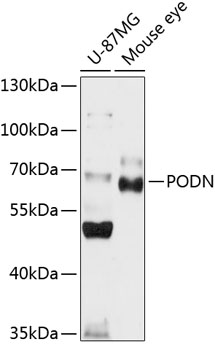 PODN Polyclonal Antibody