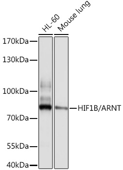 ARNT Antibody