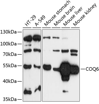 COQ6 Polyclonal Antibody