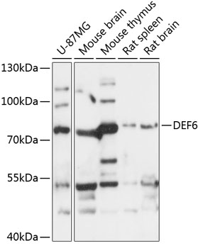 DEF6 Polyclonal Antibody