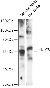 KLC3 Polyclonal Antibody