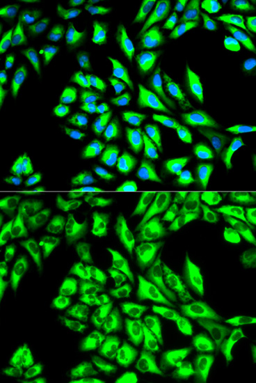 EEF1A1 Antibody