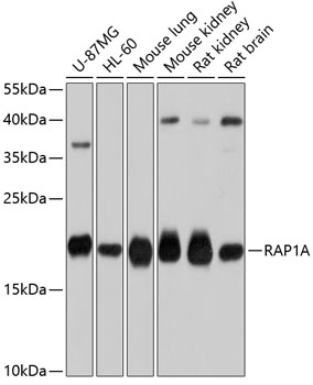 RAP1A antibody