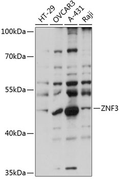 ZNF3 Polyclonal Antibody