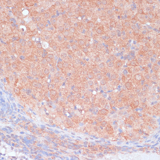 LRP1 antibody